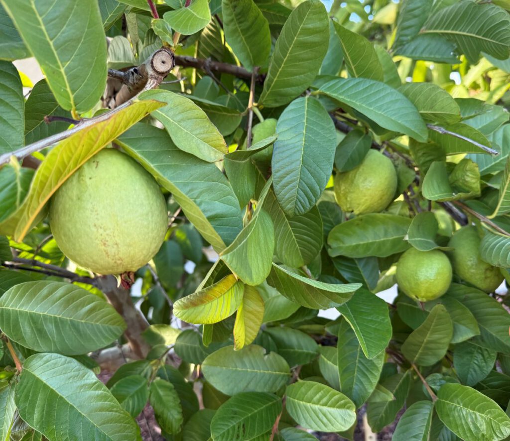 GOING GREEN Guava is ready to eat when the dark green color changes to a lighter shade.
Madhvika Singh
