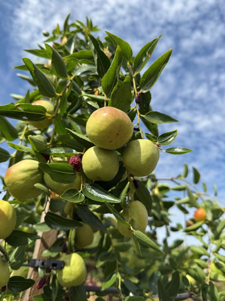 TOUGH TREES Jujube trees tolerate heat and cold well and require little maintenance.
Madhvika Singh