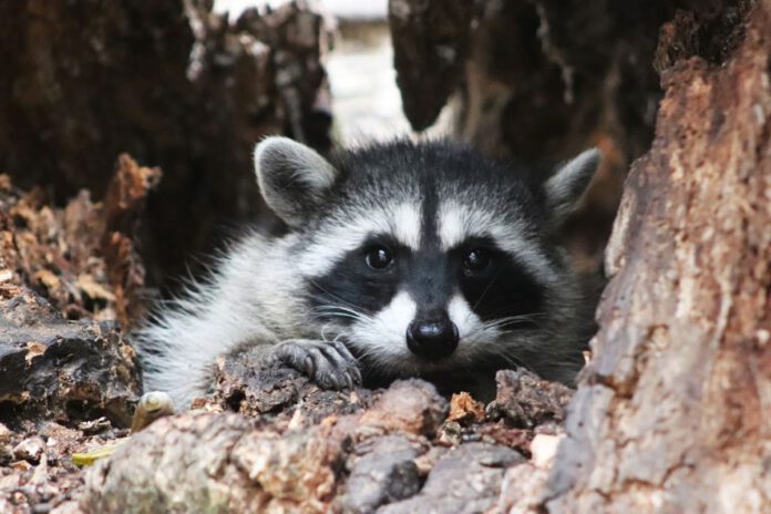 Raccoons stay wild