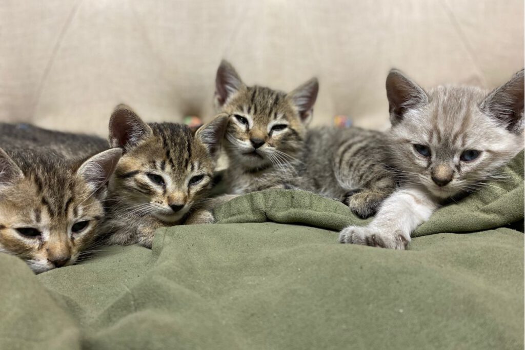 RESCUERS The first eight adoptions in August through Ohlone Humane Society will be free.
Photos courtesy of Ohlone Humane Society