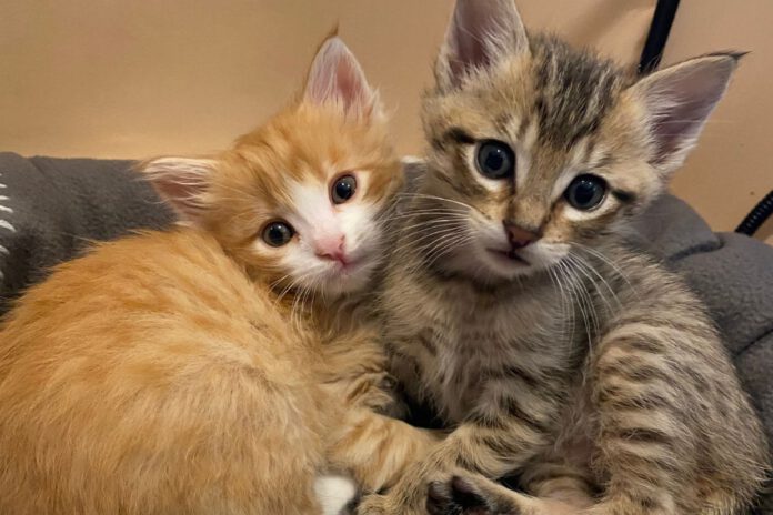 August clears the shelters