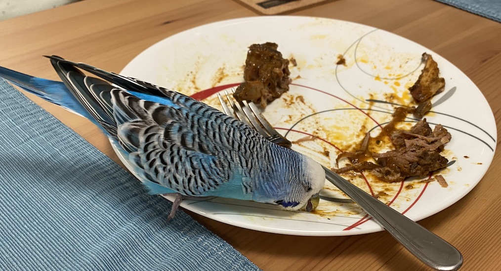 SNEAKY BITE Even the budgie beelines for the plates after dinner to get a few spicy nibbles.
Stephanie Uchida