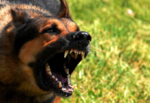 Union City introduces vicious dog ordinance Union City introduces vicious dog ordinance