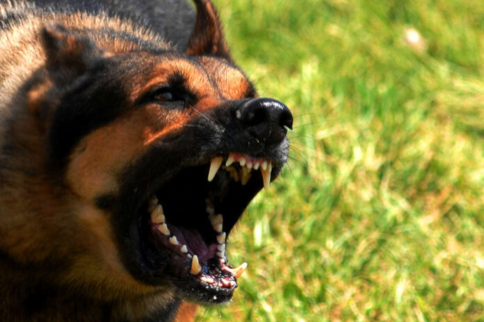 Union City introduces vicious dog ordinance