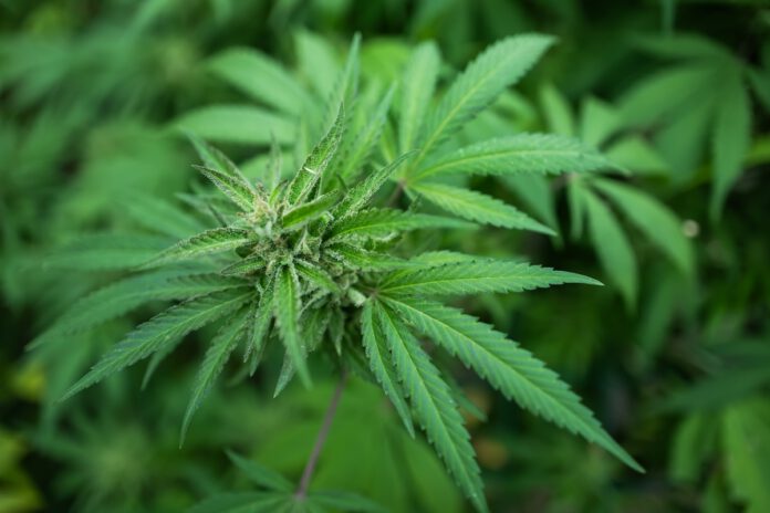 San Leandro discusses allowing two more cannabis shops