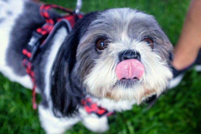 Union City hosts Mutt Strut 2026