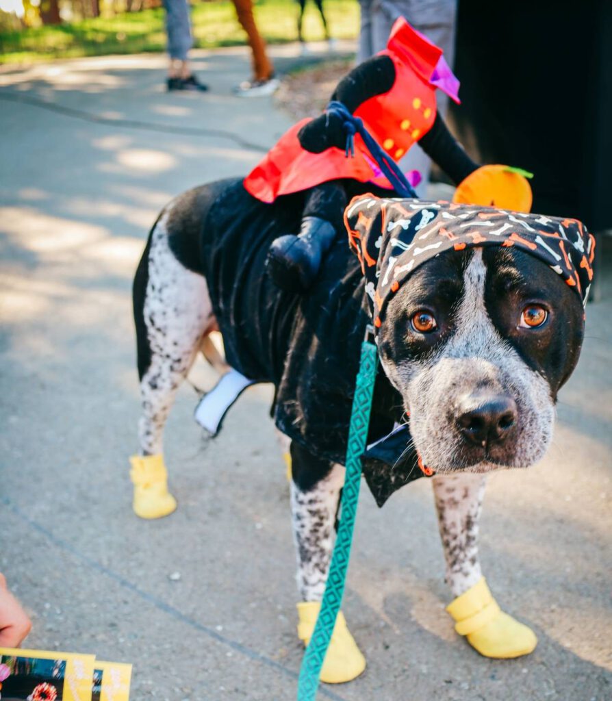 DOG DAY Dogs and their humans show up in costume for the Howl-o-Ween.
Katie Fuente