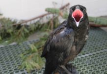 Wildlife Rehabilitation Center gives behind-the-scenes look Wildlife Rehabilitation Center gives behind-the-scenes look