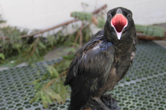 Wildlife Rehabilitation Center gives behind-the-scenes look