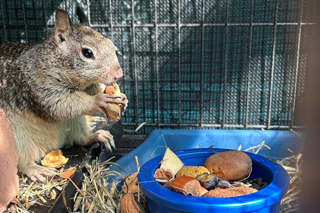 TAKE A BREAK Volunteers at the wildlife rehabilitation center take care of animals until they can return to the wild.
Courtesy of Ohlone Humane Society