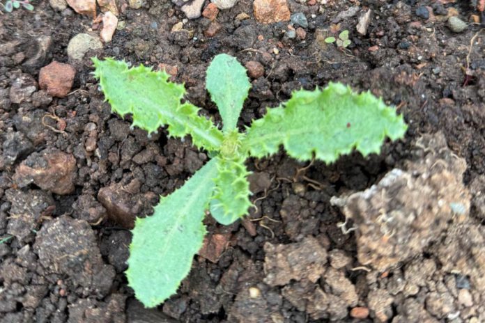 How to manage weeds before they take over the garden