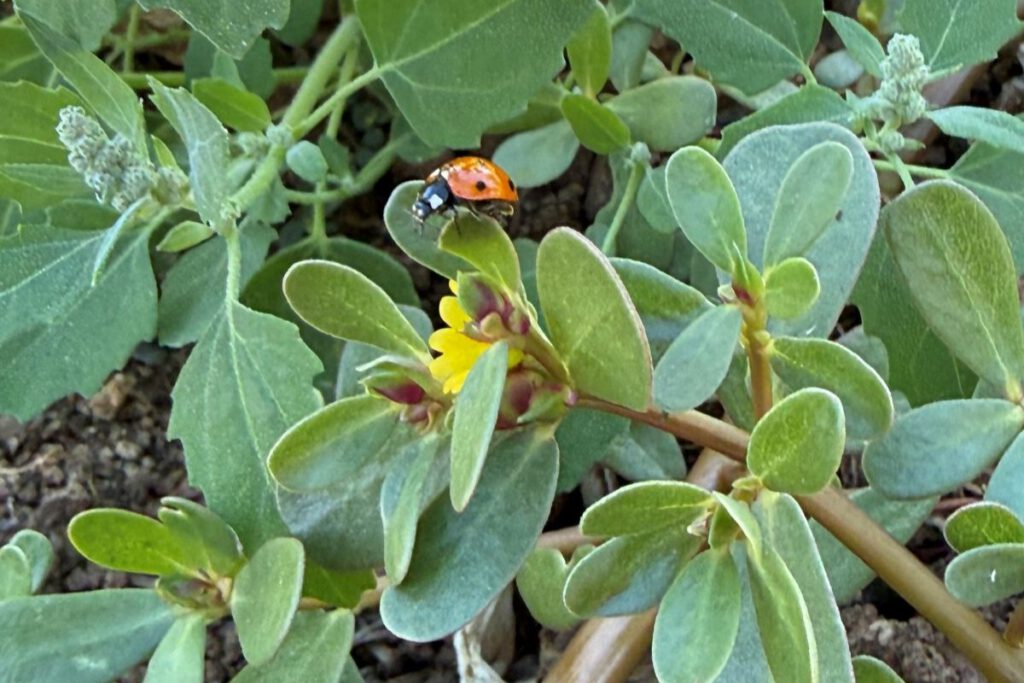 BUG OFF Purslane is trouble for gardeners, but comfy for ladybugs.
Madhvika Singh