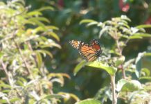 Researchers track butterfly from Idaho to Newark Researchers track butterfly from Idaho to Newark