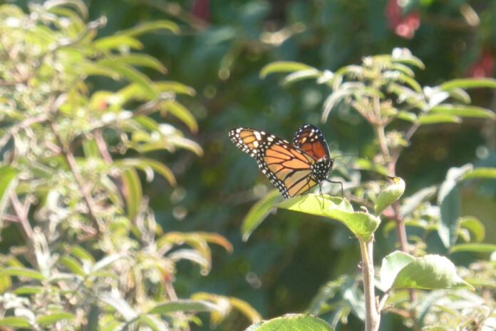 Researchers track butterfly from Idaho to Newark
