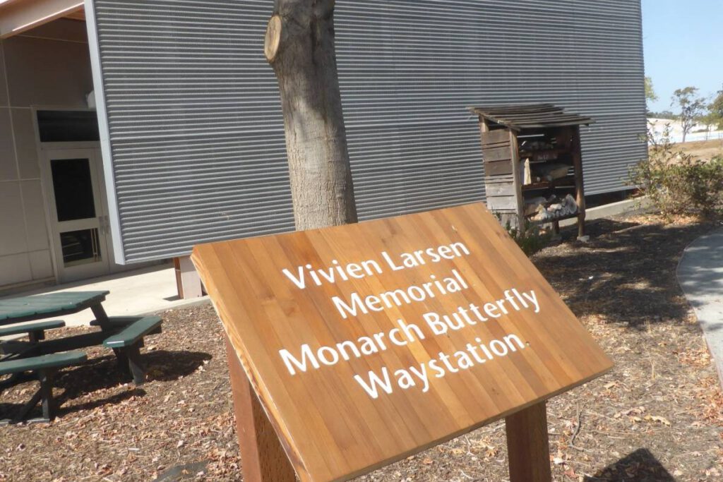 REST STOP The monarch waystation at Ohlone’s Newark campus was created in 2004 and later named for a board member who passed away in 2021.
Photos by Andrew Cavette